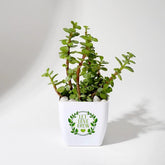 Let Love Grow Jade Plant With Plastic Pot